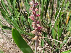 Lachenalia variegata