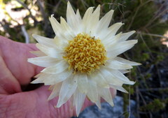 Syncarpha speciosissima