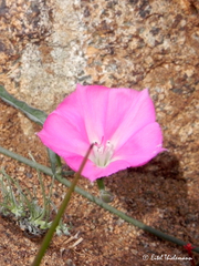 Convolvulus chilensis