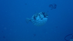 Chilomycterus reticulatus