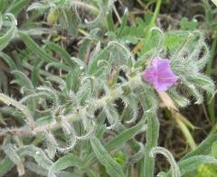 Echium angustifolium