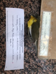 Icteria virens