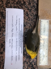 Icteria virens