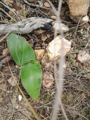 Haemanthus sanguineus