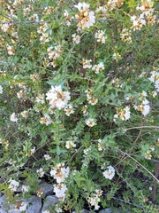 Abelia