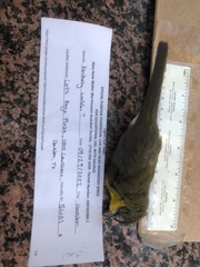 Icteria virens