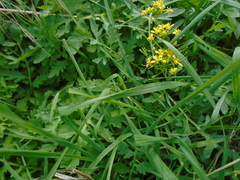 Rorippa sylvestris