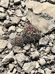 Hamatocactus hamatacanthus hamatacanthus
