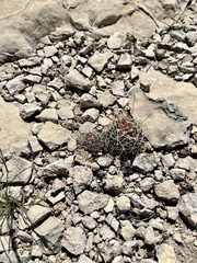 Hamatocactus hamatacanthus hamatacanthus