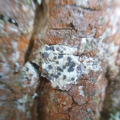 Lecidella elaeochroma