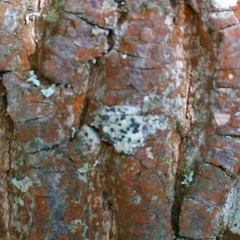 Lecidella elaeochroma