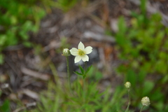 Anemone multifida