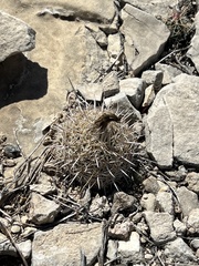 Coryphantha echinus
