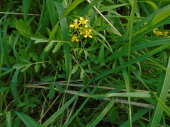 Rorippa sylvestris