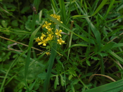 Rorippa sylvestris