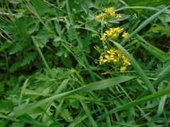 Rorippa sylvestris