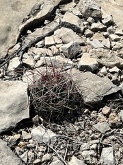 Hamatocactus hamatacanthus hamatacanthus
