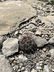 Hamatocactus hamatacanthus hamatacanthus