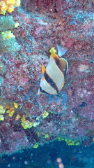 Chaetodon robustus
