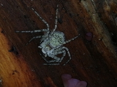 Philodromus margaritatus