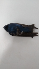 Pygochelidon cyanoleuca