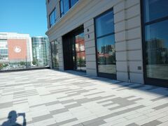 Zonotrichia albicollis