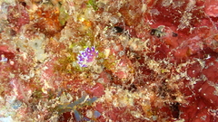 Coryphellina arveloi