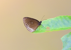 Euploea klugii