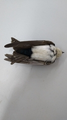 Pygochelidon cyanoleuca
