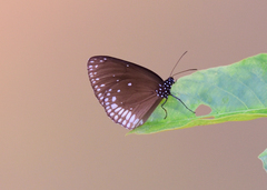 Euploea klugii