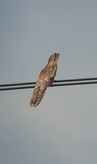 Nyctibius griseus