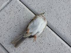 Zonotrichia albicollis