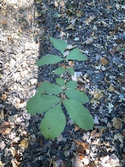 Carya texana