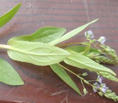Veronica anagallis-aquatica