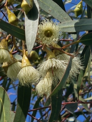 Eucalyptus leucoxylon