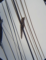 Nyctibius griseus