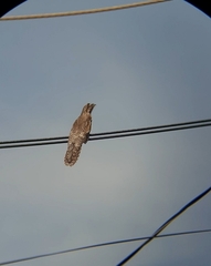 Nyctibius griseus
