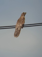 Nyctibius griseus