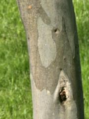 Eucalyptus leucoxylon