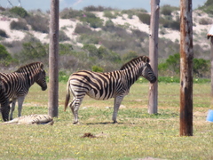 Equus quagga