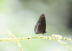 Euploea klugii