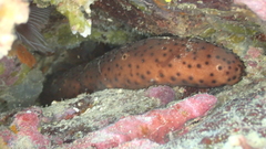 Holothuria sanctori