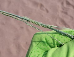 Panicum amarum amarum