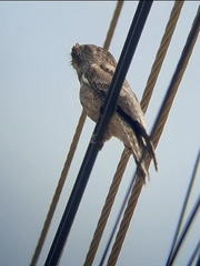Nyctibius griseus