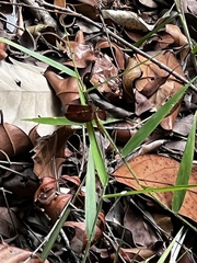 Neurothemis fluctuans