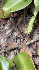 Neurothemis fluctuans