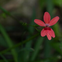 Freesia laxa