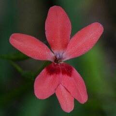 Freesia laxa