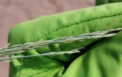 Panicum amarum amarum