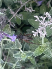 Eunemobius carolinus